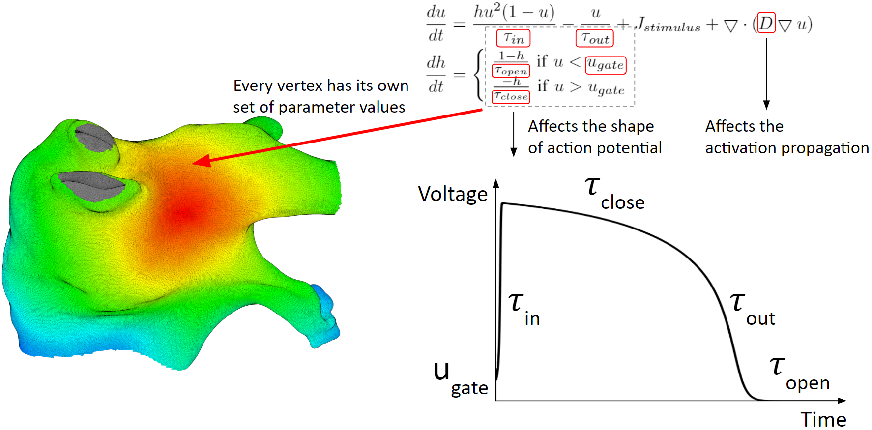 Heart model parameters